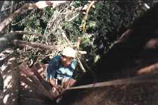 mirador de bois, haut dans un arbre